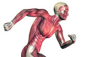 Curso Básico de Anatomía (Curso virtual)