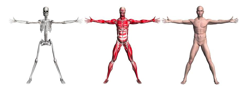Introducción a la anatomía del miembro superior