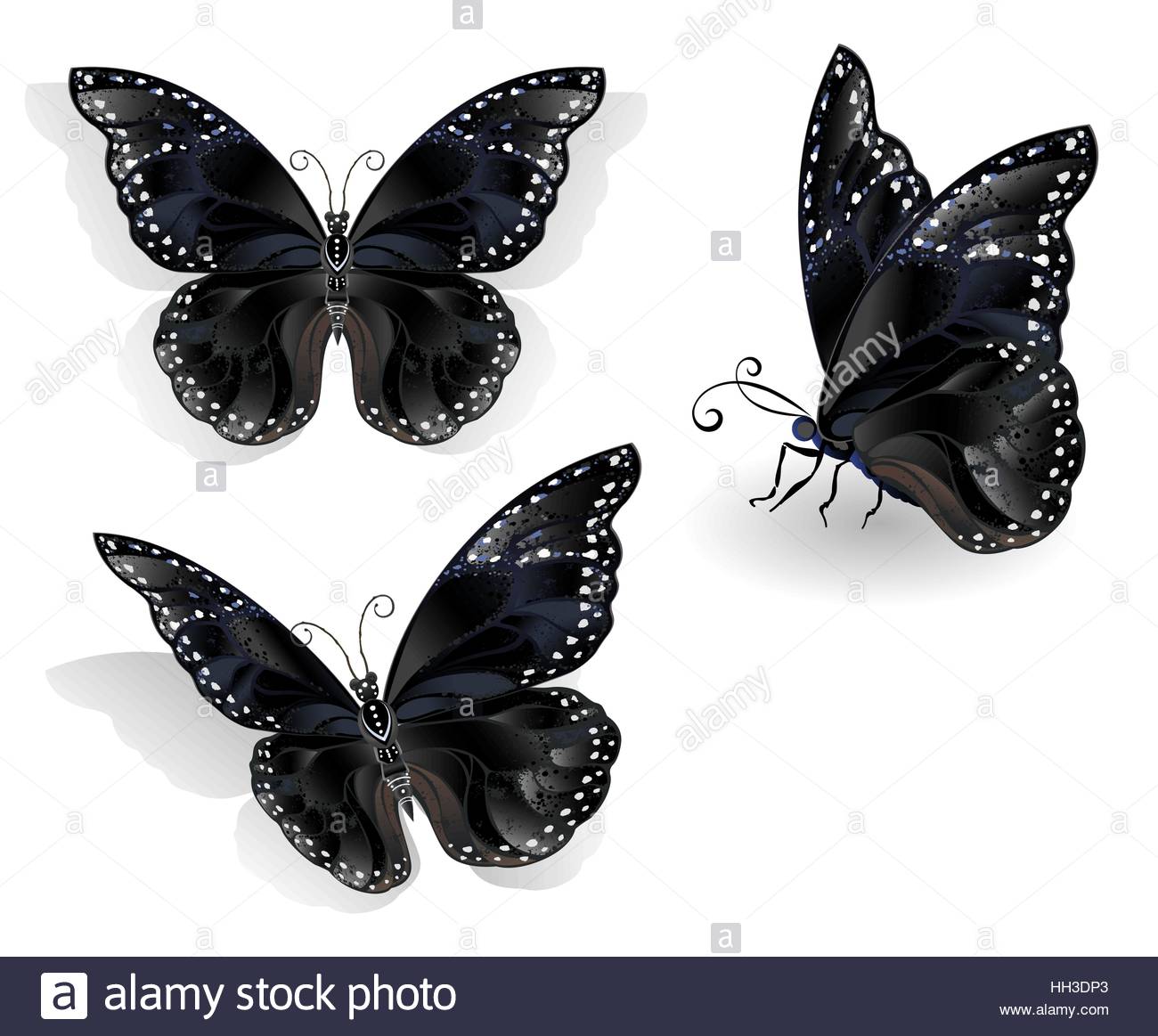 X´majaná o Mariposa Negra, Especie Endémica. CIENCIAS NATURALES Y ESPAÑOL