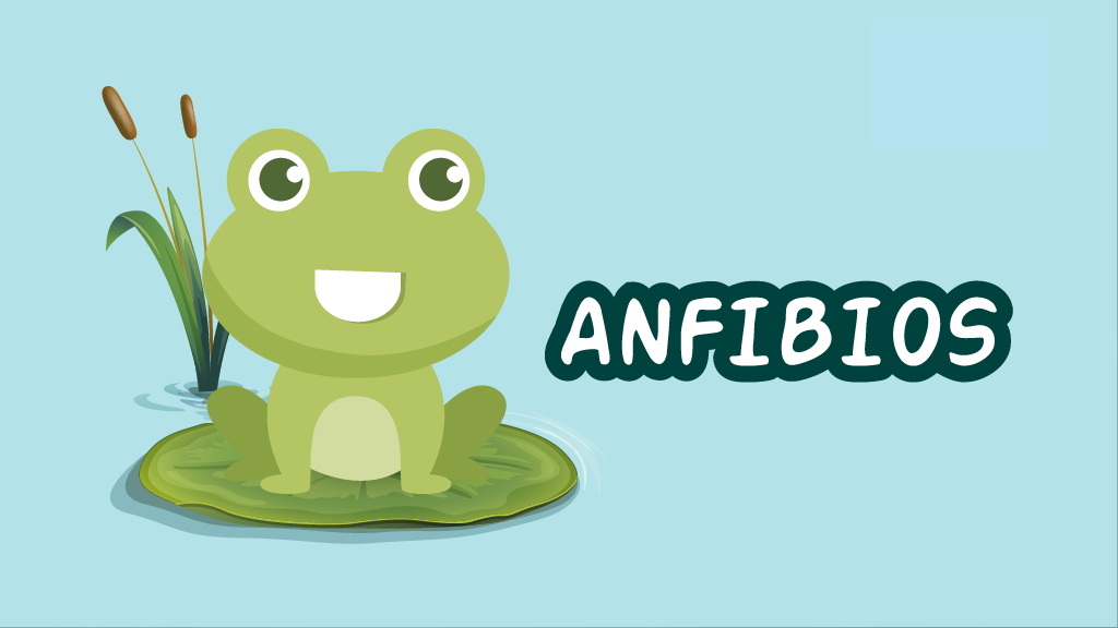 Curso Los Anfibios